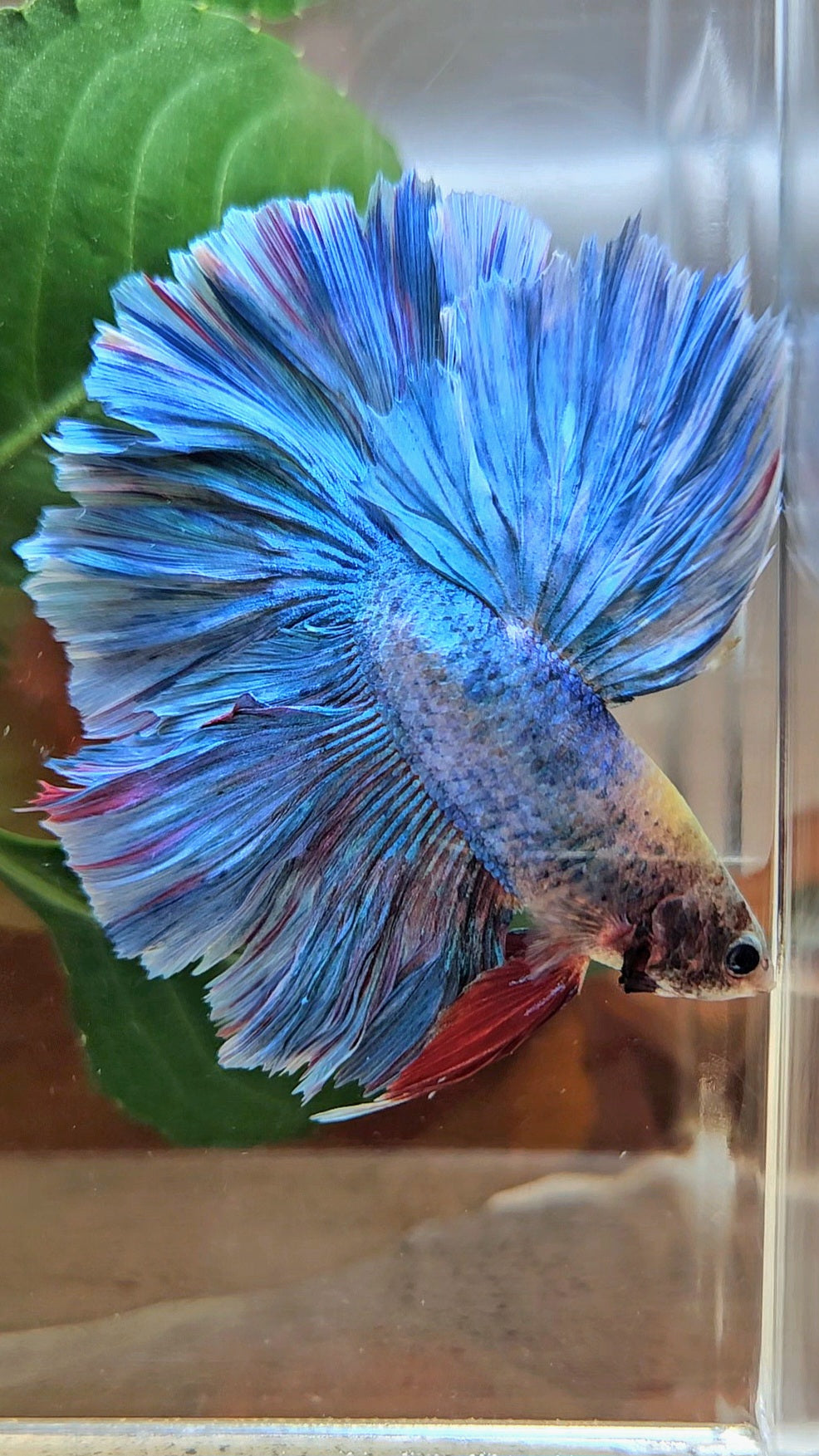 HALFMOON OVER ROSETAIL BLUE MASCOT BETTA FISH