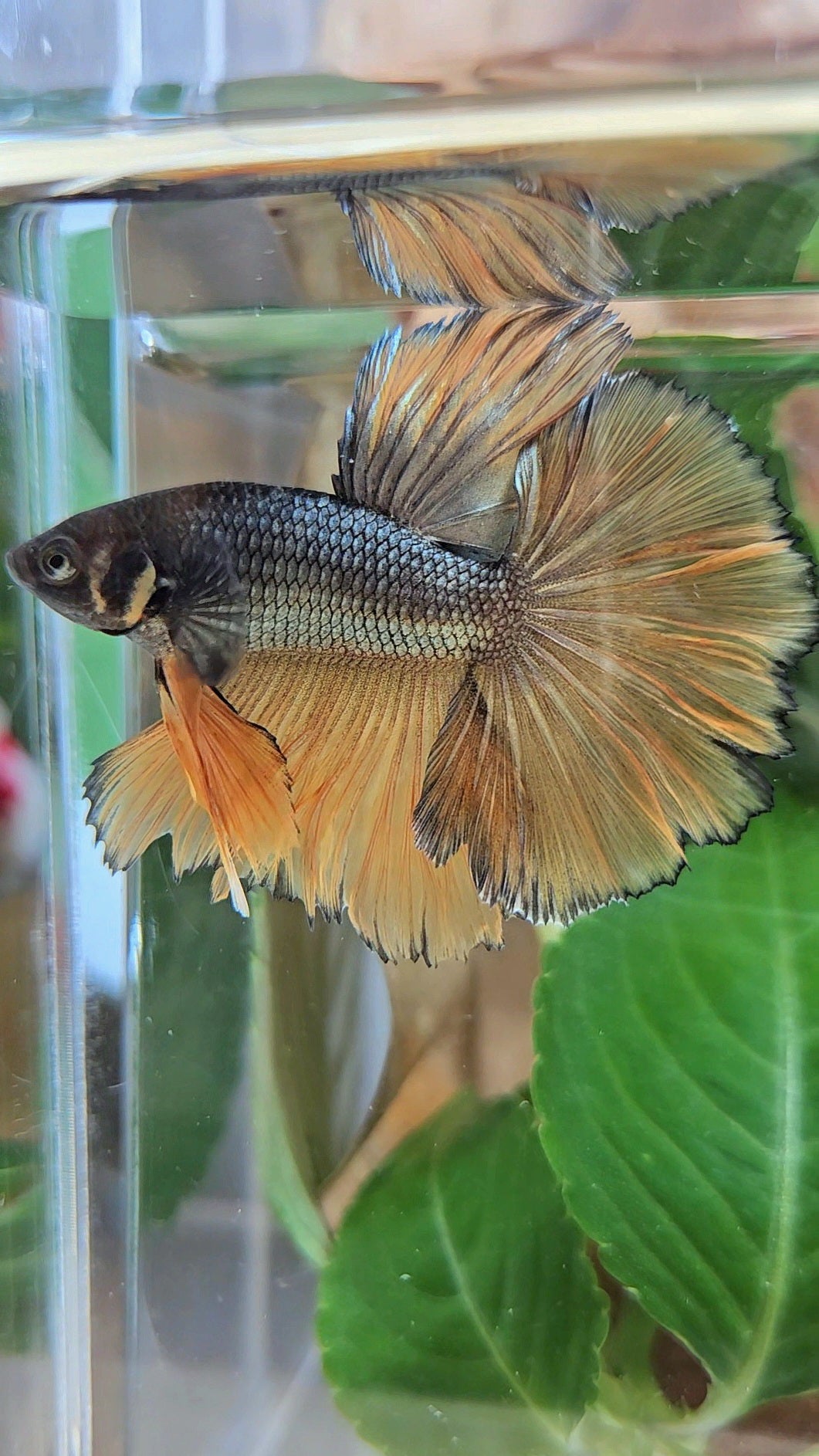 HALFMOON ROSETAIL YELLOW COPPER MUSTARD GAS BETTA FISH