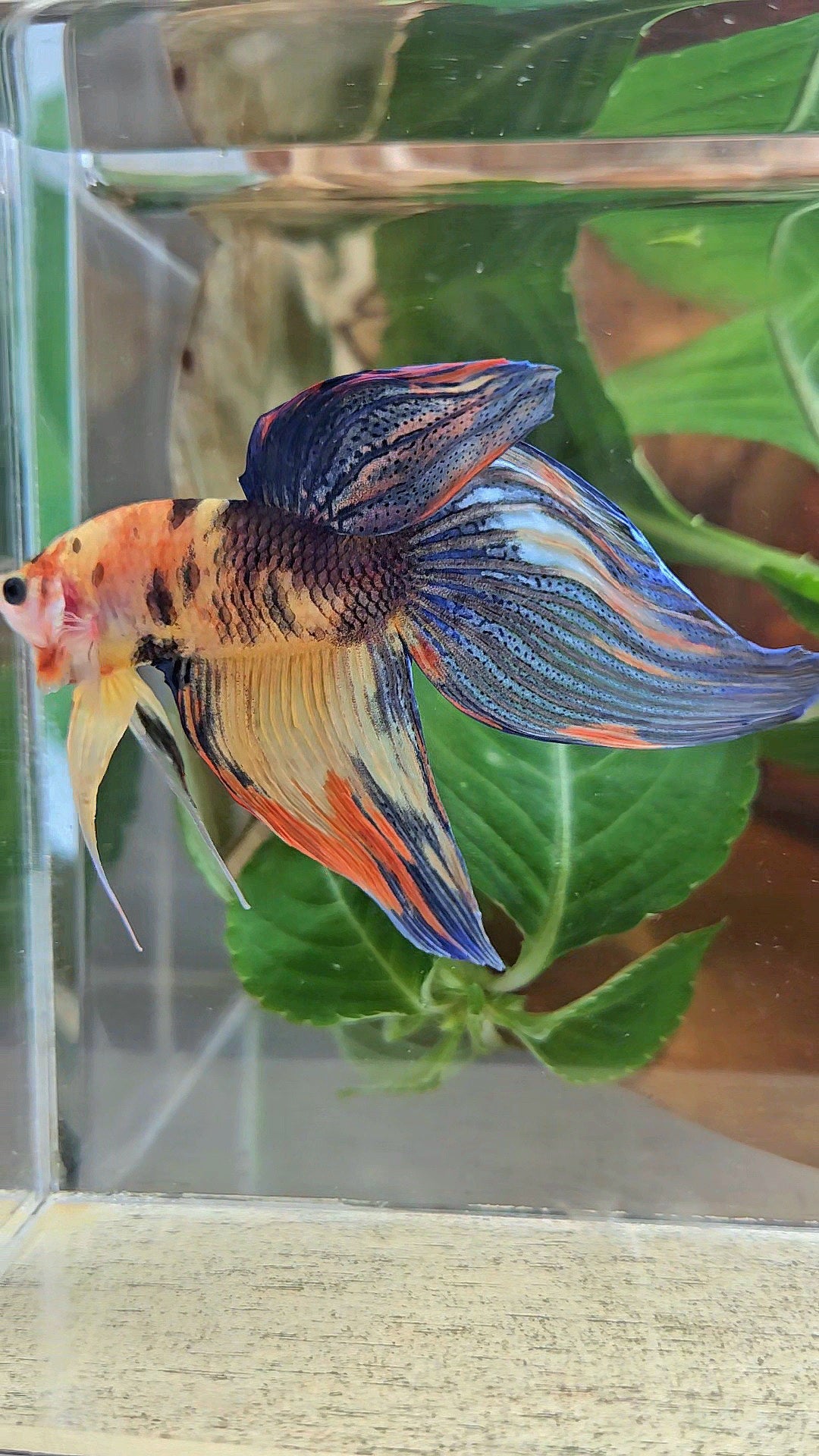 VEILTAIL YELLOW ORANGE MULTICOLOR BETTA FISH
