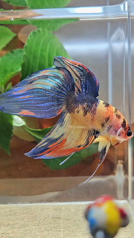 VEILTAIL YELLOW ORANGE MULTICOLOR BETTA FISH