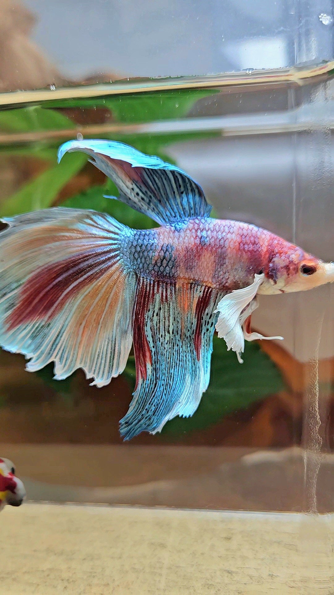 HALFMOON DUMBO EAR METALLIC FANCY MULTICOLOR BETTA FISH