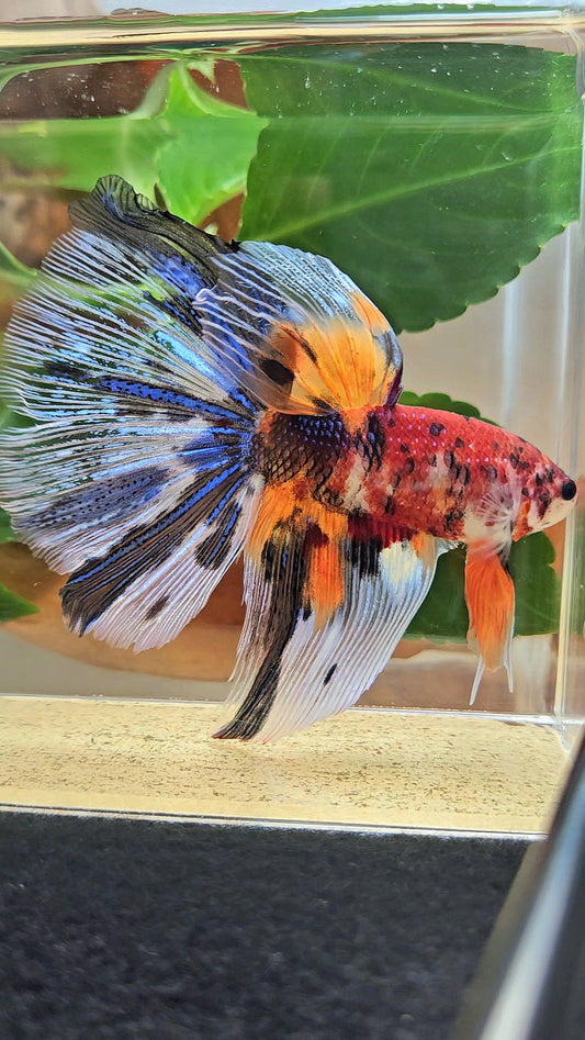 GIANT HALFMOON TOTAL 8,5CM+ FANCY METALLIC MULTICOLOR BETTA FISH