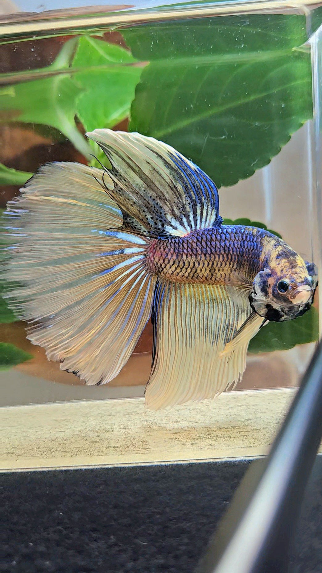 GIANT HALFMOON TOTAL 8,5CM+ YELLOW BLUE FANCY MUSTARD GAS BETTA FISH