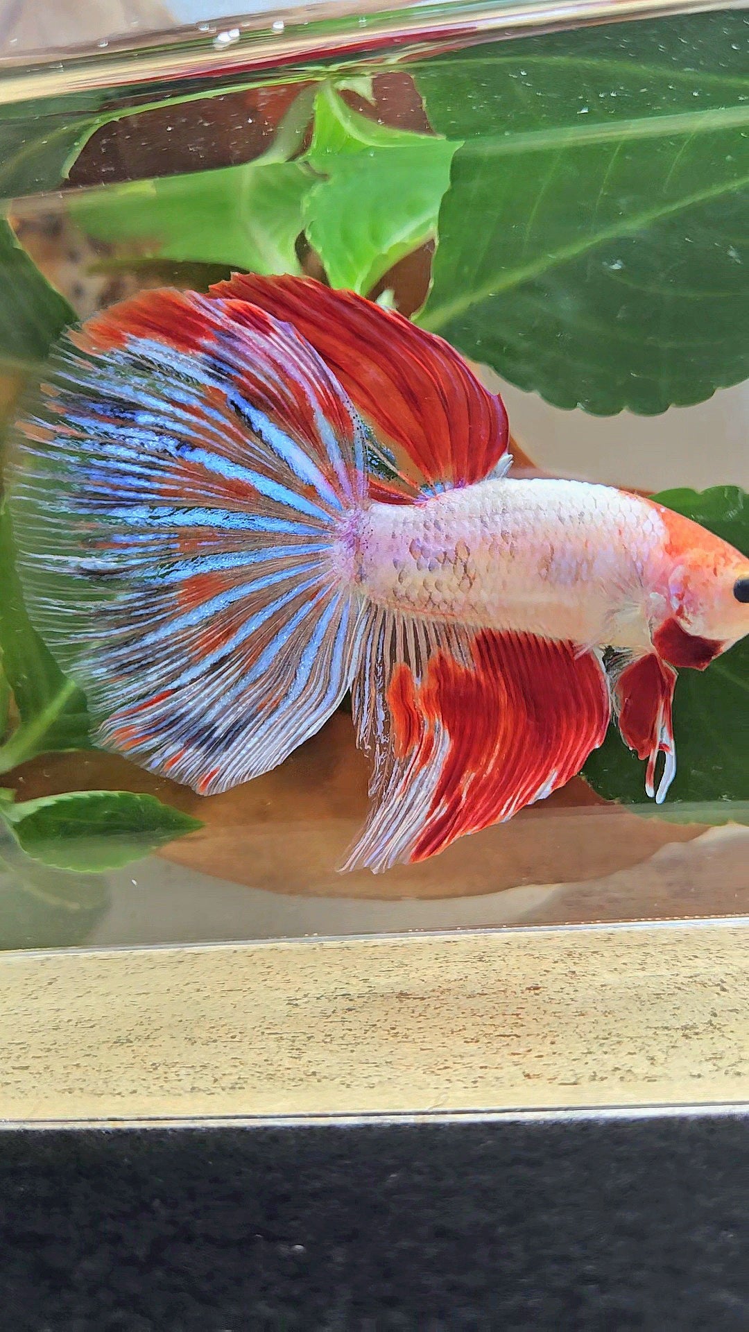GIANT HALFMOON TOTAL 8CM+ AOC WHITE RED KOI PATTERN BETTA FISH