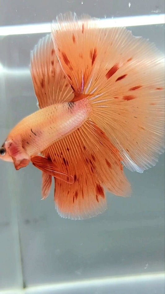 HALFMOON ARMAGEDDON BETTA FISH