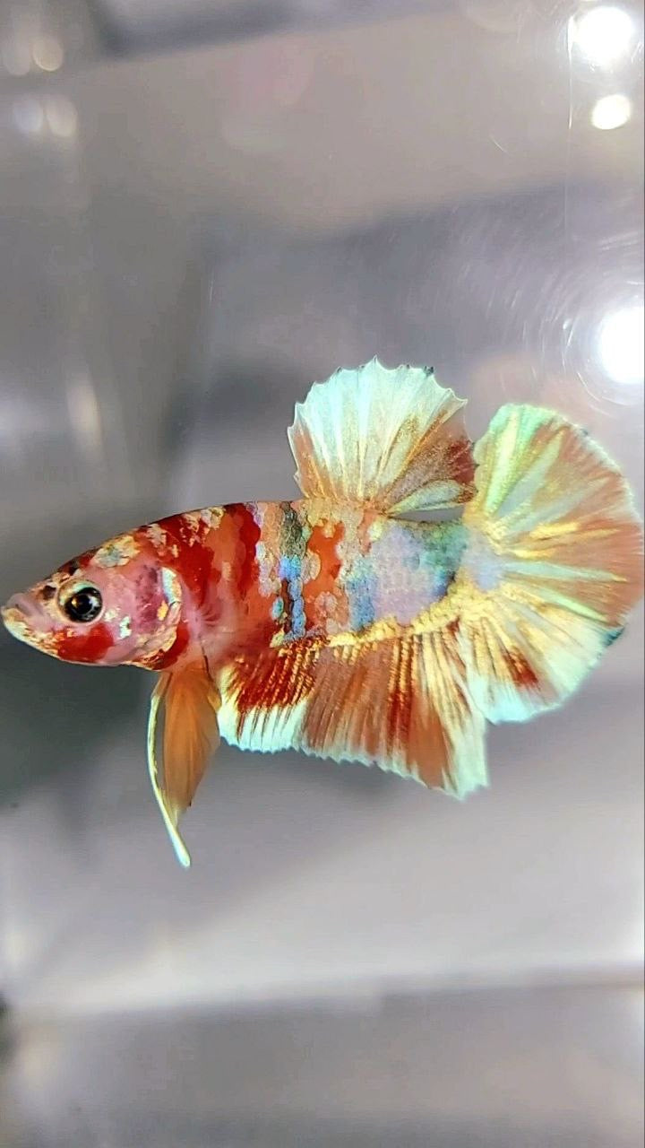 PLAKAT ORANGE GOLD CANDY MULTICOLOR BETTA FISH