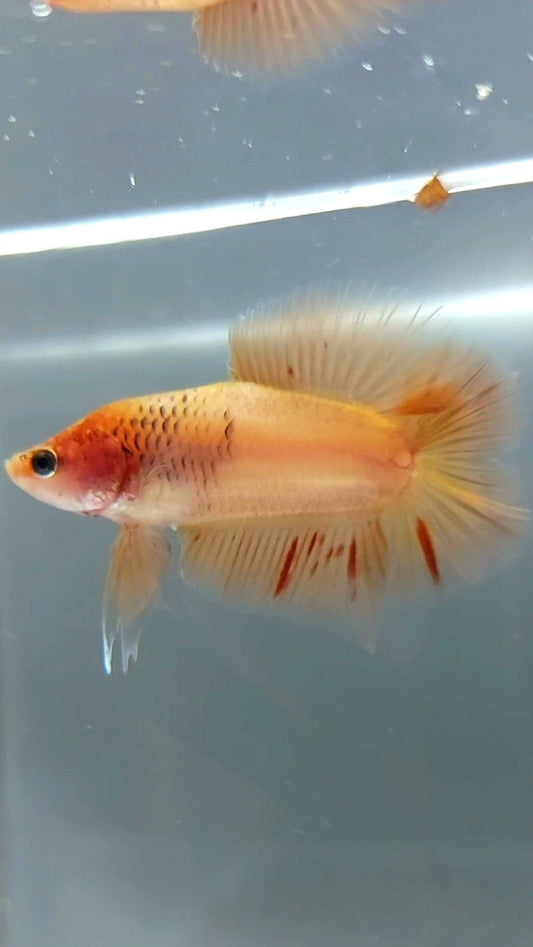 PLAKAT DOUBLE TAIL ARMAGEDDON BETTA FISH