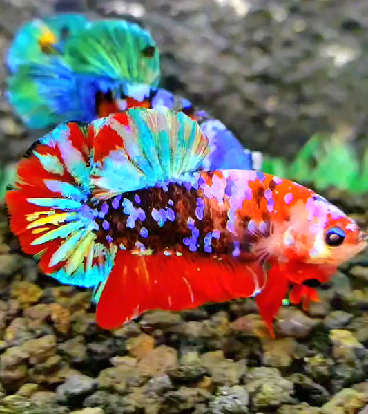 PLAKAT RED GALAXY MULTICOLOR BETTA FISH