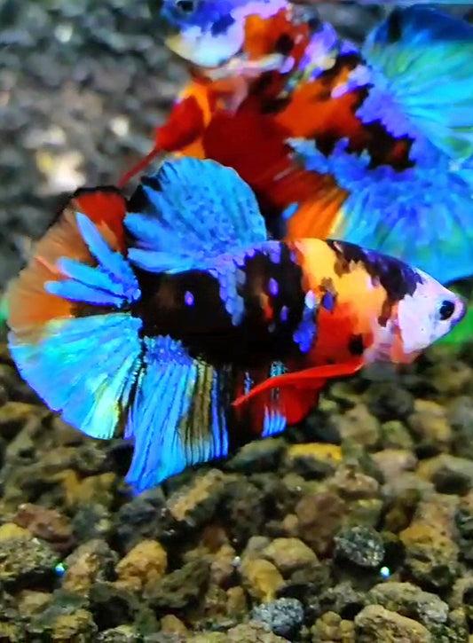 PLAKAT BLACK KOI GALAXY MULTICOLOR BETTA FISH