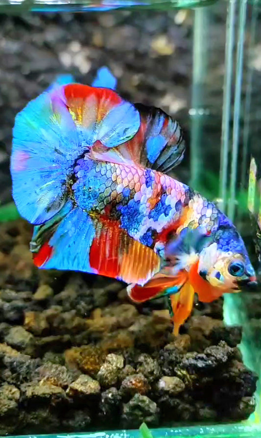 PLAKAT RAINBOW GALAXY FANCY MULTICOLOR BETTA FISH