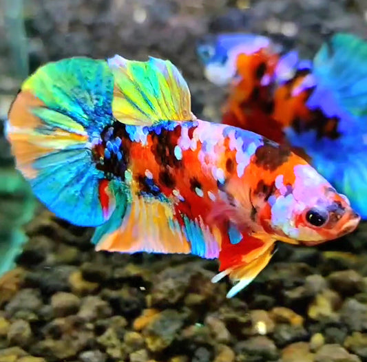 PLAKAT RAINBOW GALAXY MULTICOLOR BETTA FISH