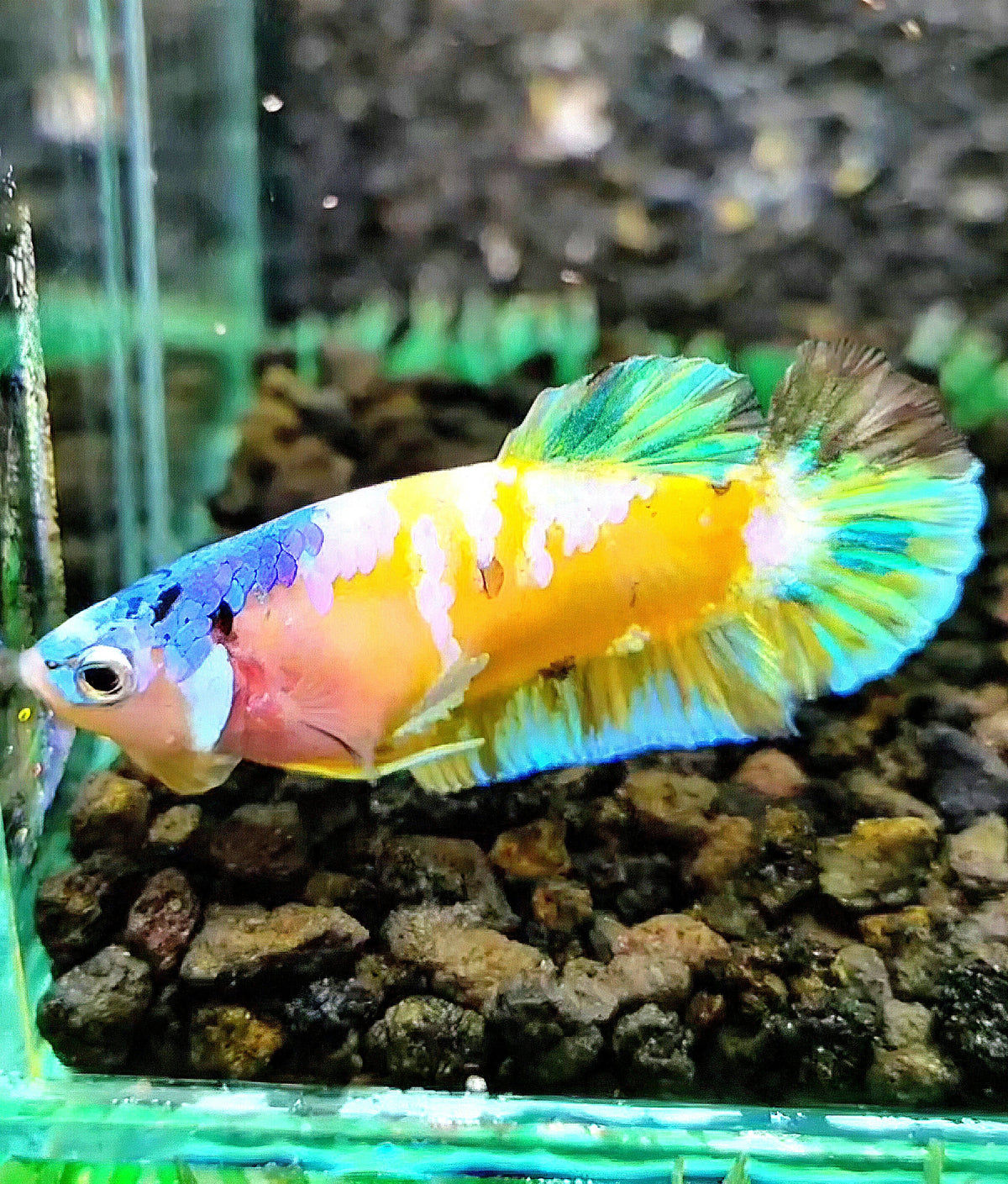 FEMALE PLAKAT YELLOW GALAXY MULTICOLOR BETTA FISH