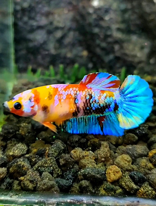 FEMALE PLAKAT GALAXY MULTICOLOR BETTA FISH