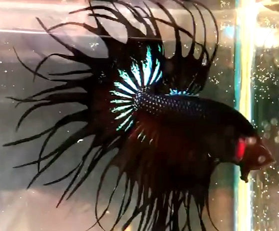 LUXURY KING CROWNTAIL BLACK ORCHID BETTA FISH