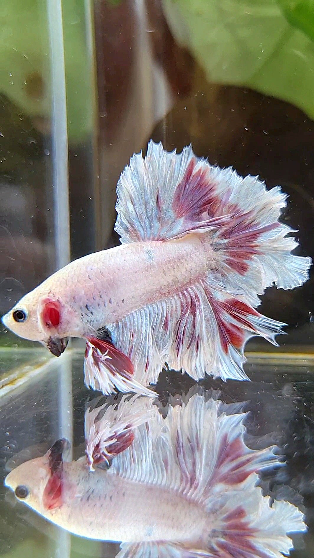 KING HALFMOON FEATHER TAIL WHITE PURPLE WASH BETTA FISH