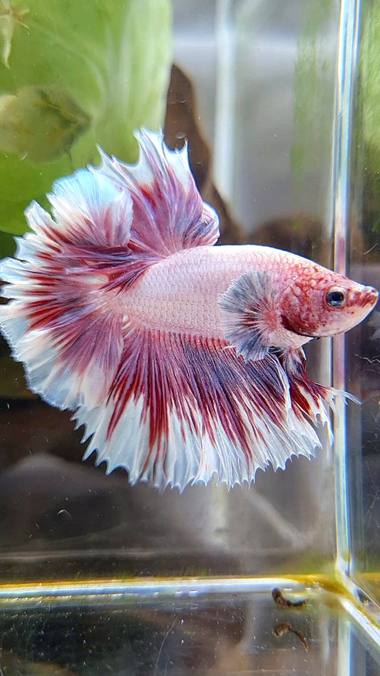HALFMOON FEATHER TAIL BIG EAR PINK BUTTERFLY BETTA FISH