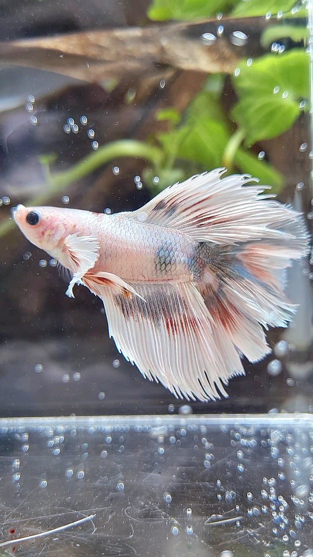 HALFMOON DOUBLE TAIL DUMBO EAR WHITE COPPER WASH BETTA FISH