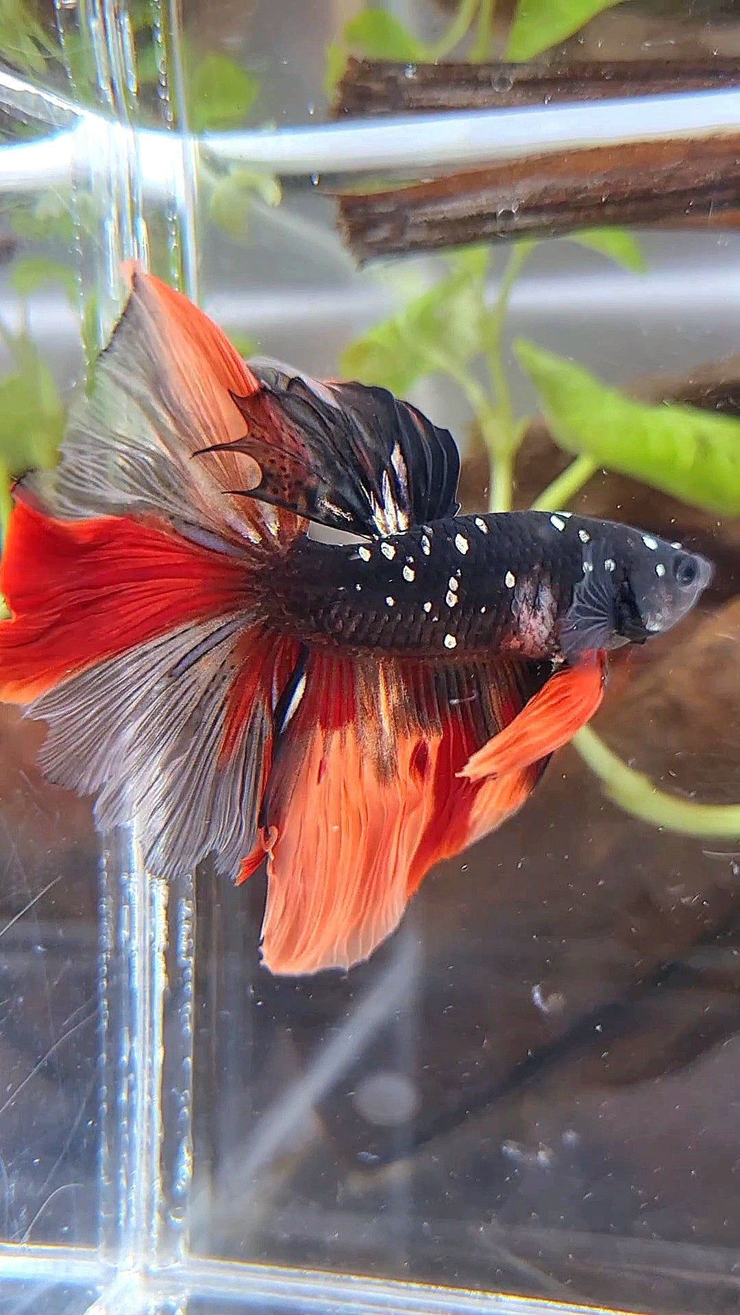 HALFMOON ROSETAIL BLACK GALAXY COPPER AVATAR NEMO BETTA FISH