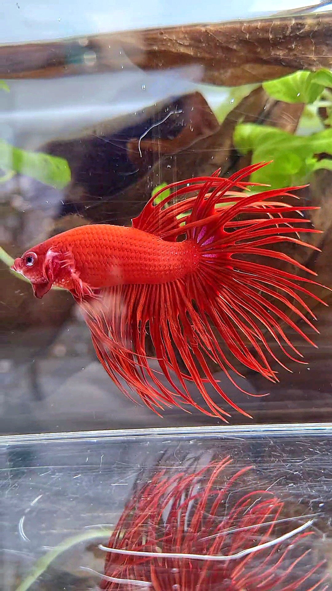 XL CROWNTAIL SUPER RED BETTA FISH
