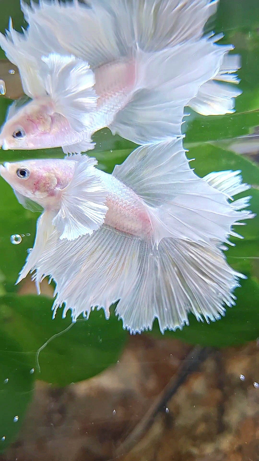 HALFSUN DUMBO EAR WHITE PLATINUM BETTA FISH