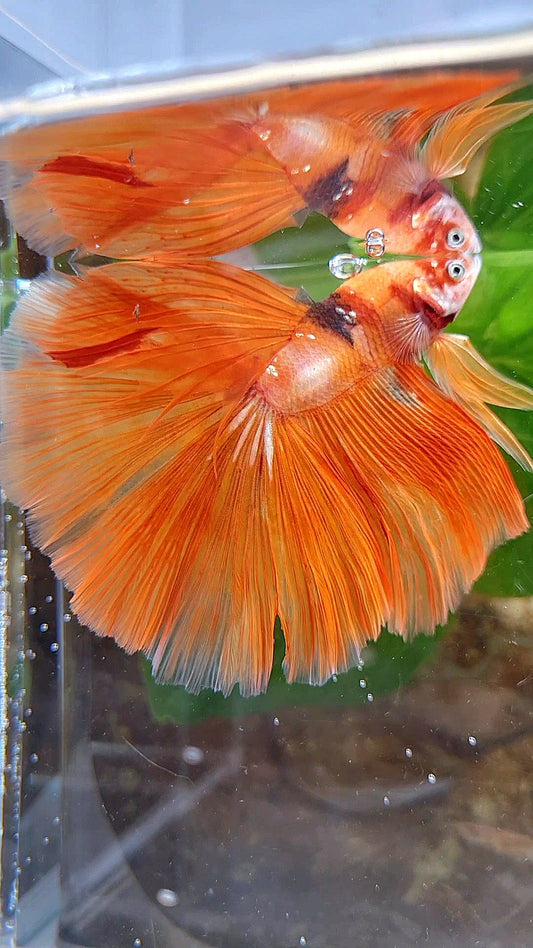 HALFMOON ROSETAIL ORANGE KOI FIRE BETTA FISH