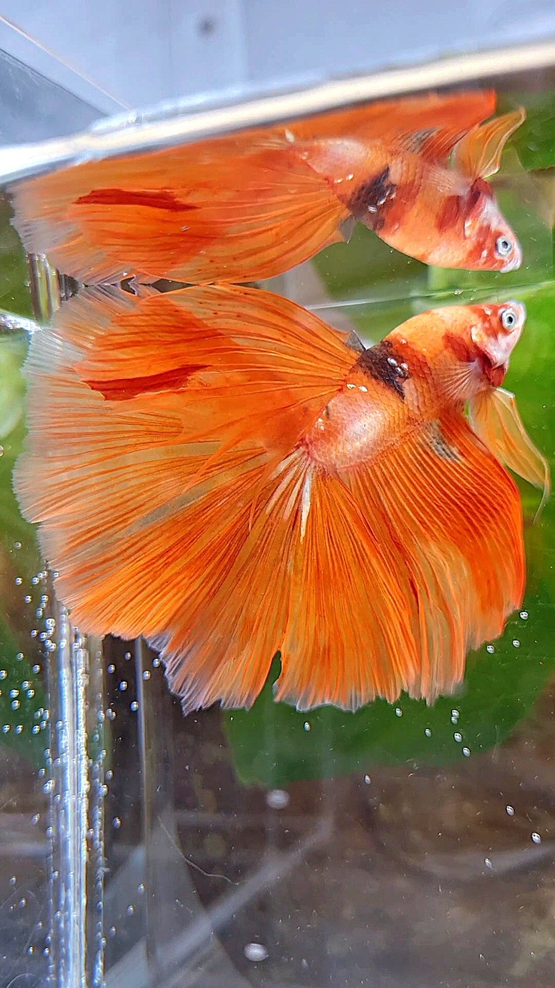HALFMOON ROSETAIL ORANGE KOI FIRE BETTA FISH