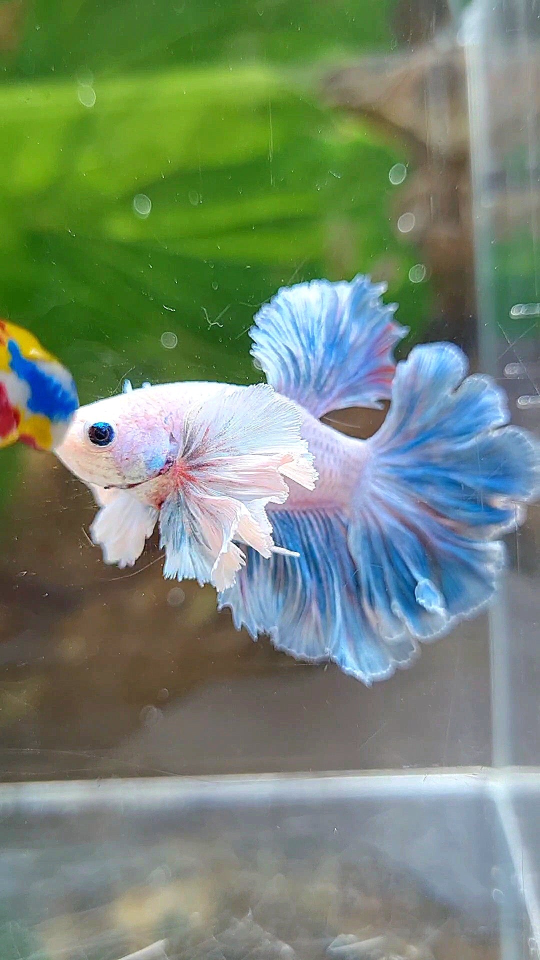 HALFMOON FEATHER TAIL DUMBO EAR BLUE GRIZZLE BETTA FISH