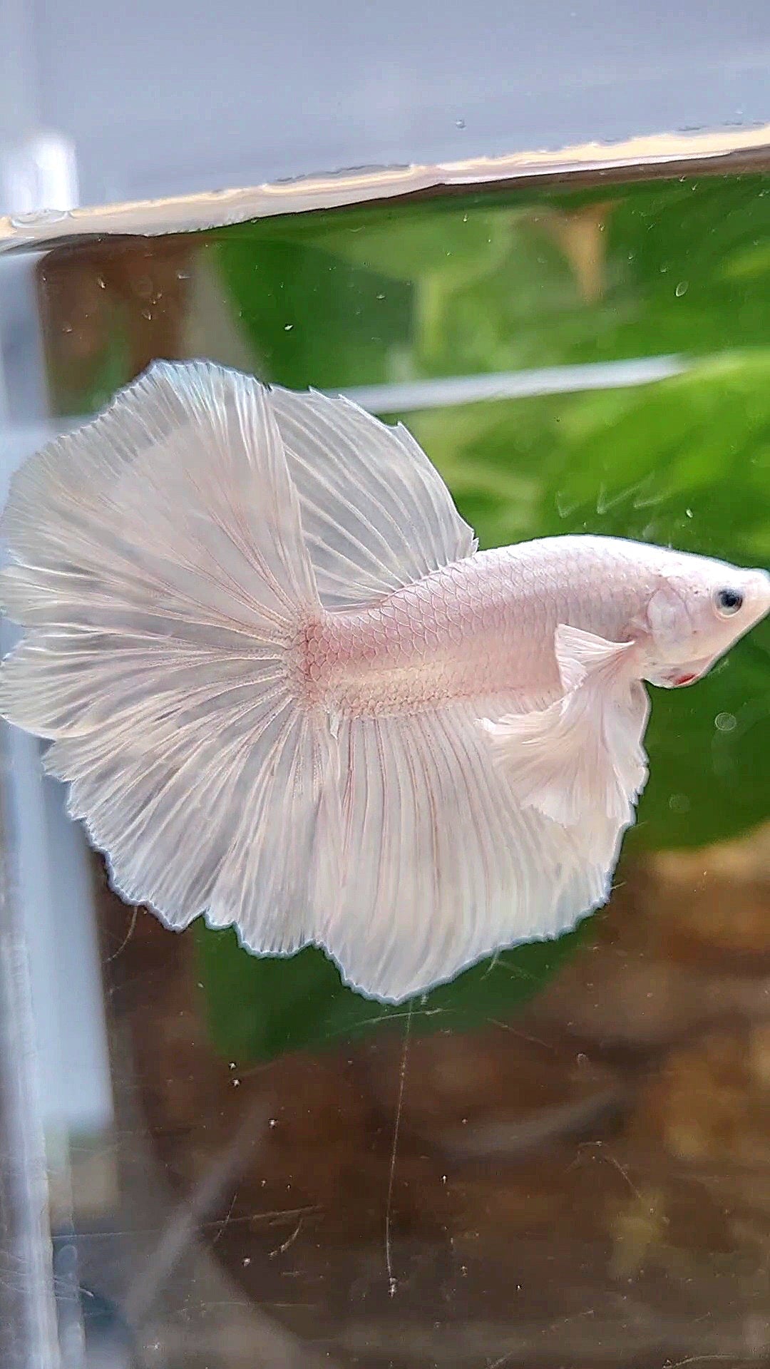 LUXURY HALFMOON DUMBO EAR ROSETAIL WHITE PLATINUM BETTA FISH