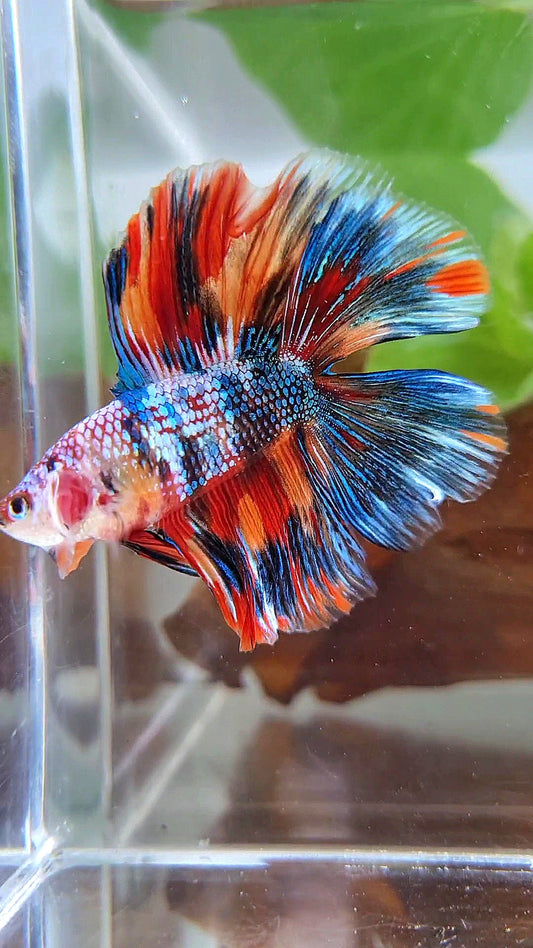 HALFMOON DOUBLE TAIL METTALIC SUPER MULTICOLOR BETTA FISH