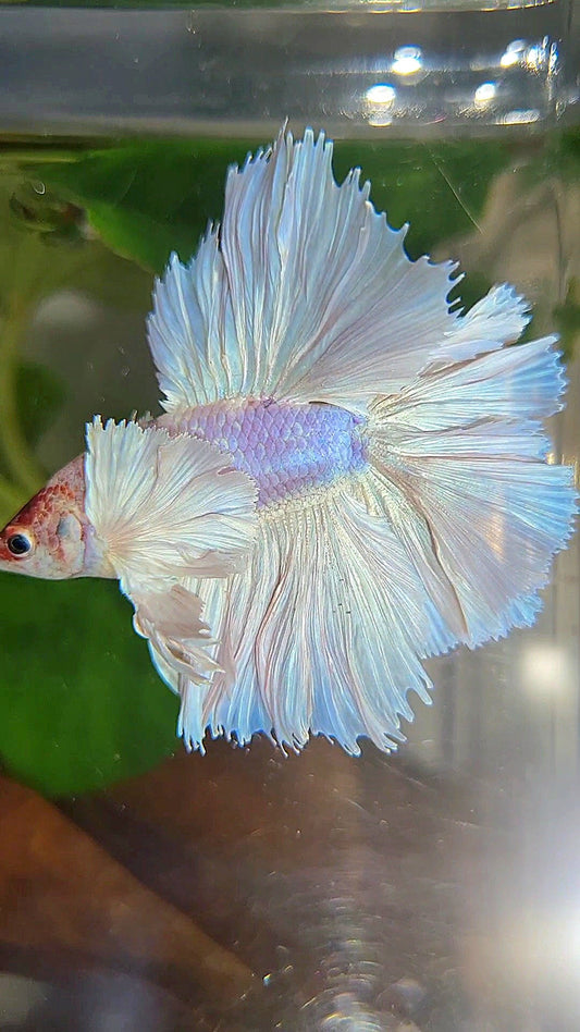 LUXURY KING ROSETAIL HALFMOON DOUBLE TAIL SUPER DUMBO EAR WHITE UNICORN BETTA FISH