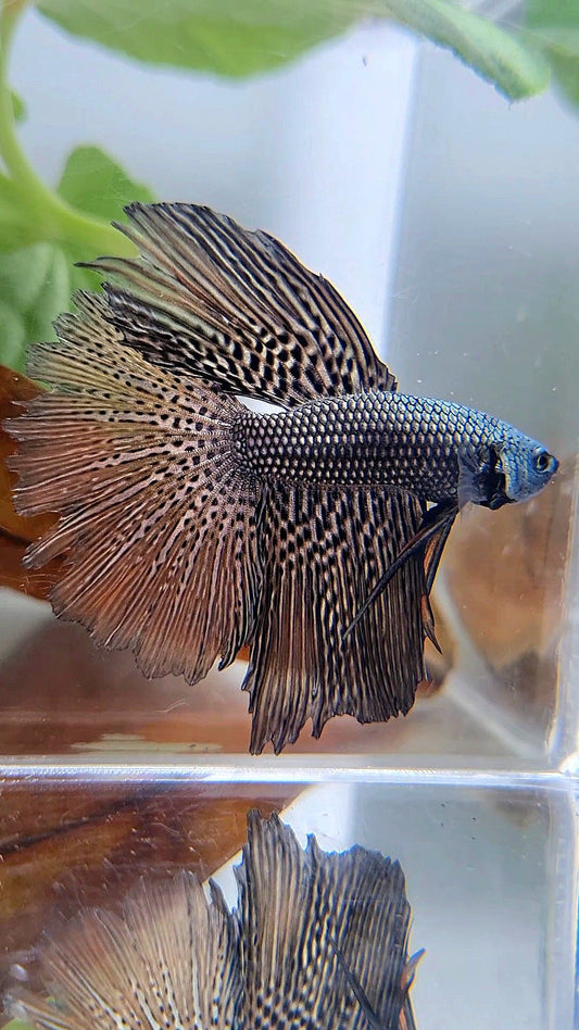 LUXURY HALFMOON ROSETAIL ALIEN COPPER HYBRID WILD BETTA FISH