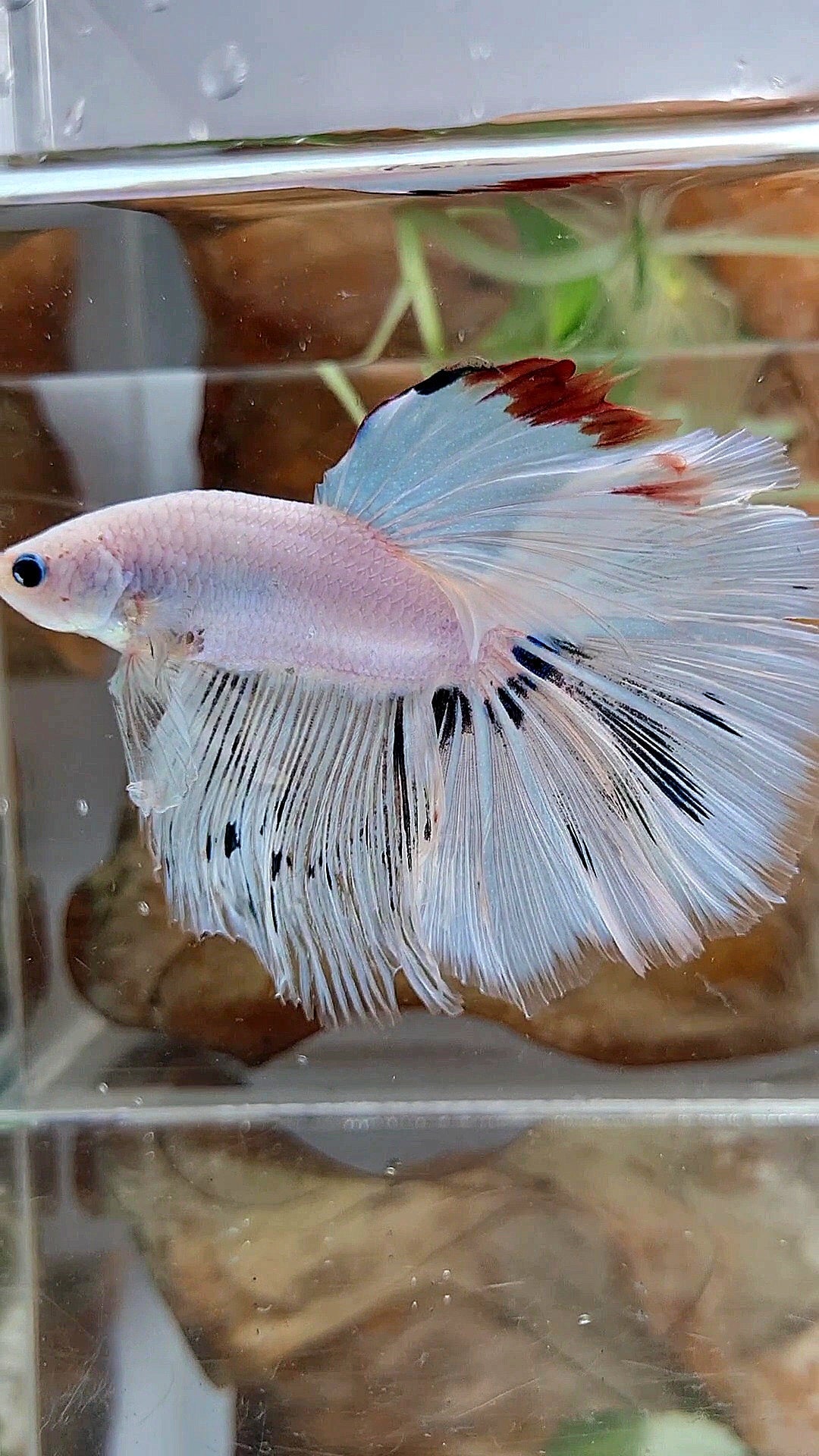XL HALFMOON ROSETAIL WHITE FANCY RED WASH UNIQUE BETTA FISH