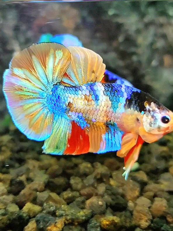 PLAKAT GALAXY GOLD RAINBOW MULTICOLOR BETTA FISH