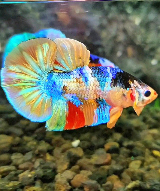 PLAKAT GALAXY GOLD RAINBOW MULTICOLOR BETTA FISH