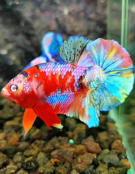 PLAKAT GALAXY RED PINK COPPER RAINBOW MULTICOLOR BETTA FISH