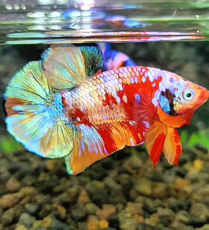 PLAKAT GALAXY GOLD MULTICOLOR BETTA FISH