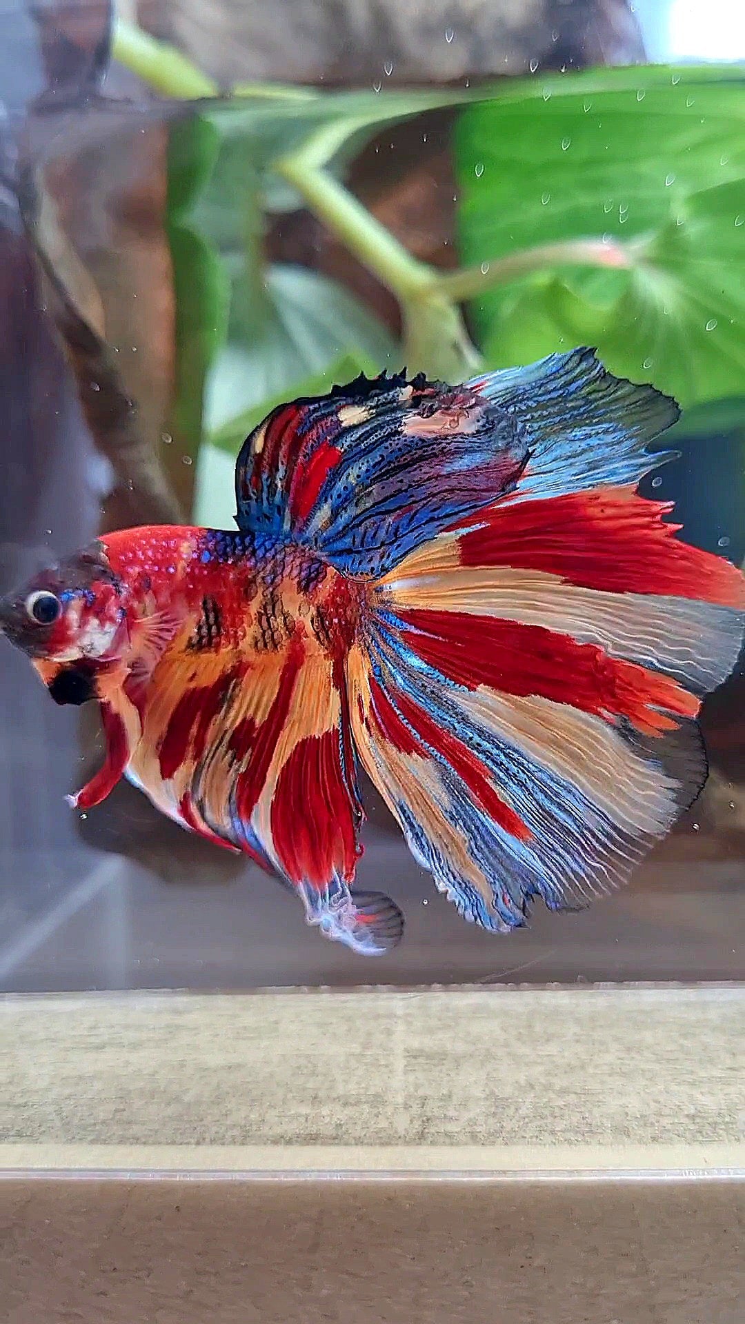 HALFMOON METTALIC SUPER MULTICOLOR TIGER BETTA FISH