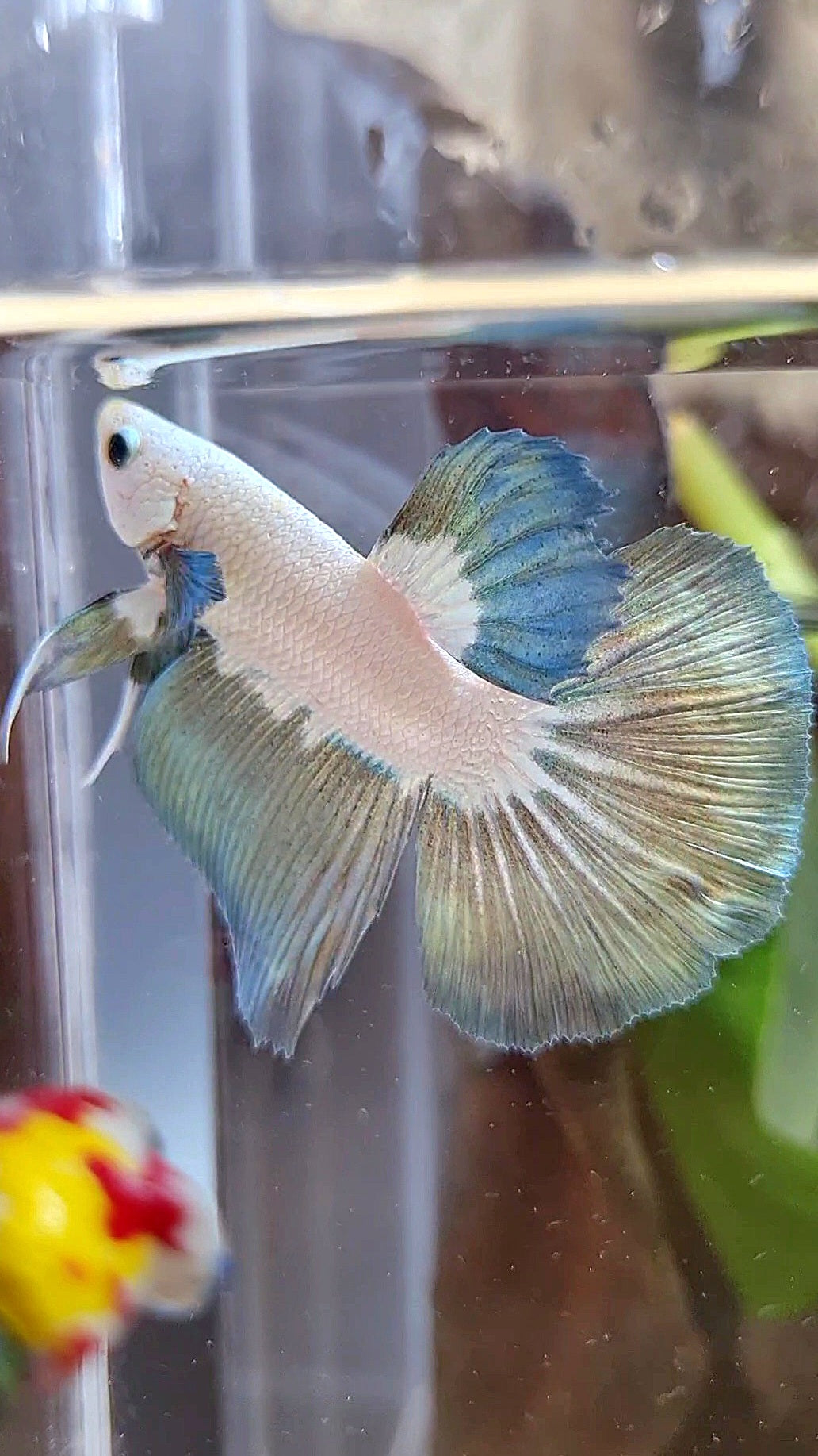 HALFMOON COPPER RIM BICOLOR BETTA FISH