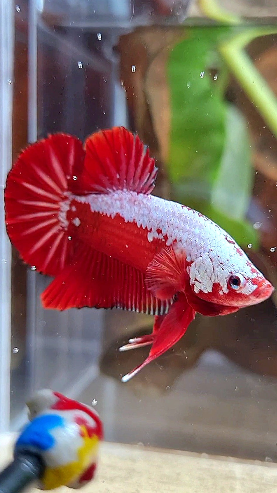 LUXURY PLAKAT RED SAMURAI SNOW BETTA FISH