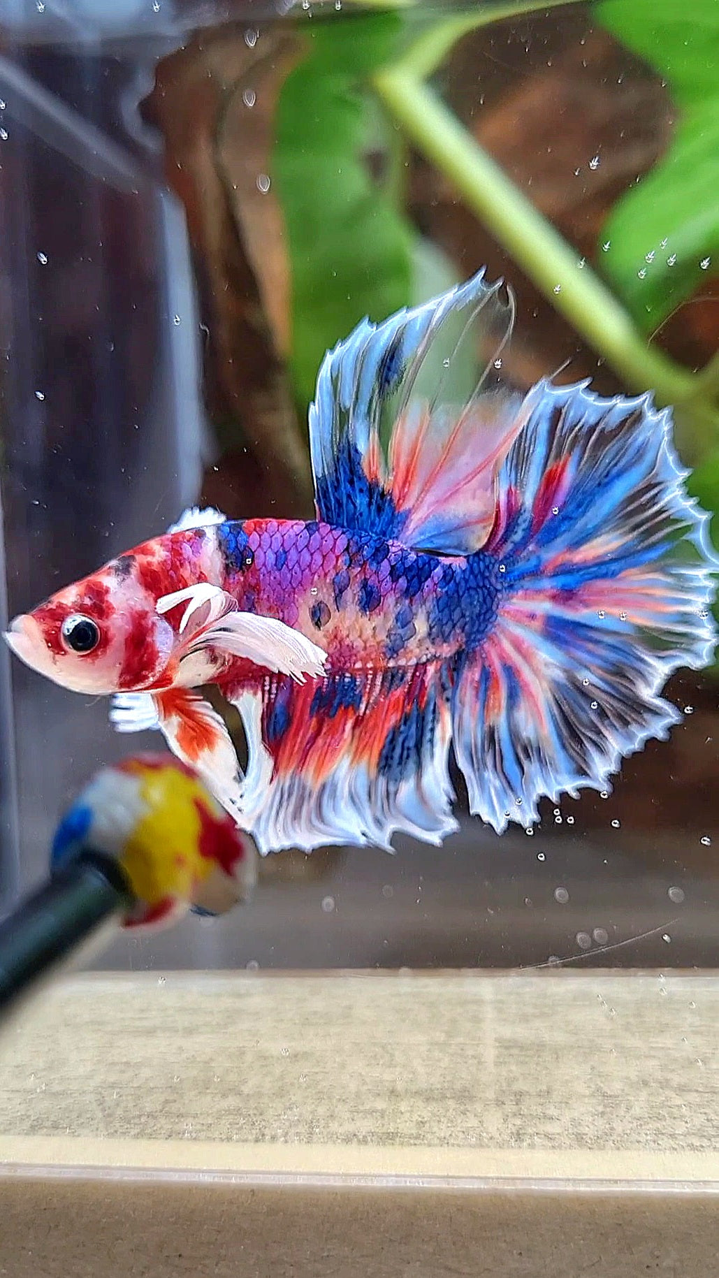 HALFMOON DUMBO EAR KOI CANDY MULTICOLOR DOTS BETTA FISH