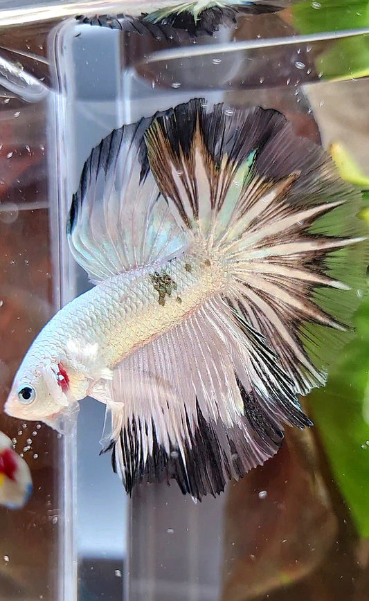 HALFMOON ROSETAIL COPPER RIM BLACK PATTERN STARTAIL BETTA FISH
