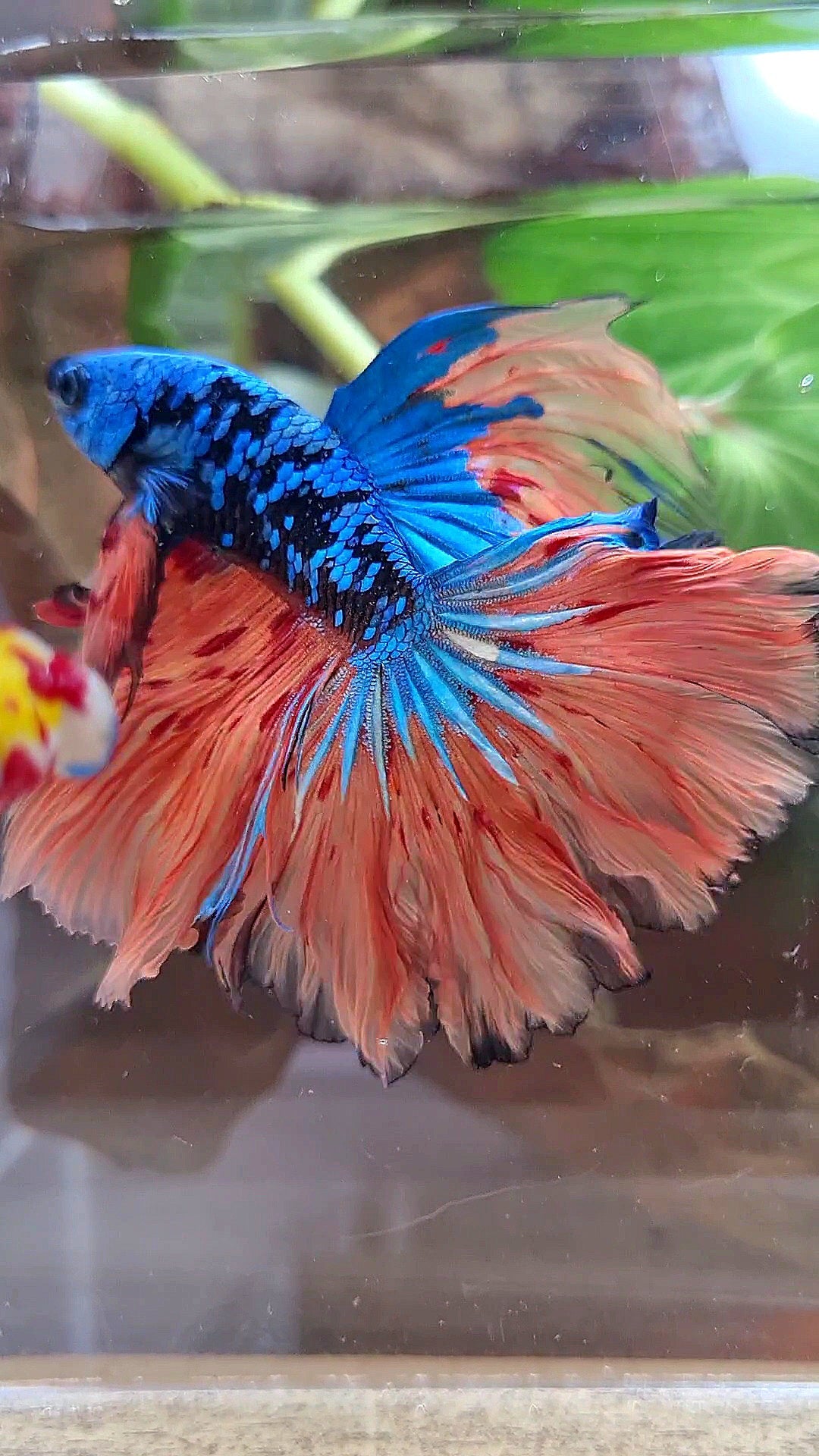 HALFMOON ROSETAIL BLACK GALAXY BLUE AVATAR ORANGE VARIATION BETTA FISH