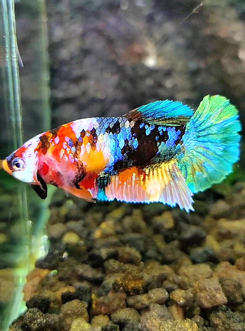 FEMALE PLAKAT GALAXY MULTICOLOR BETTA FISH