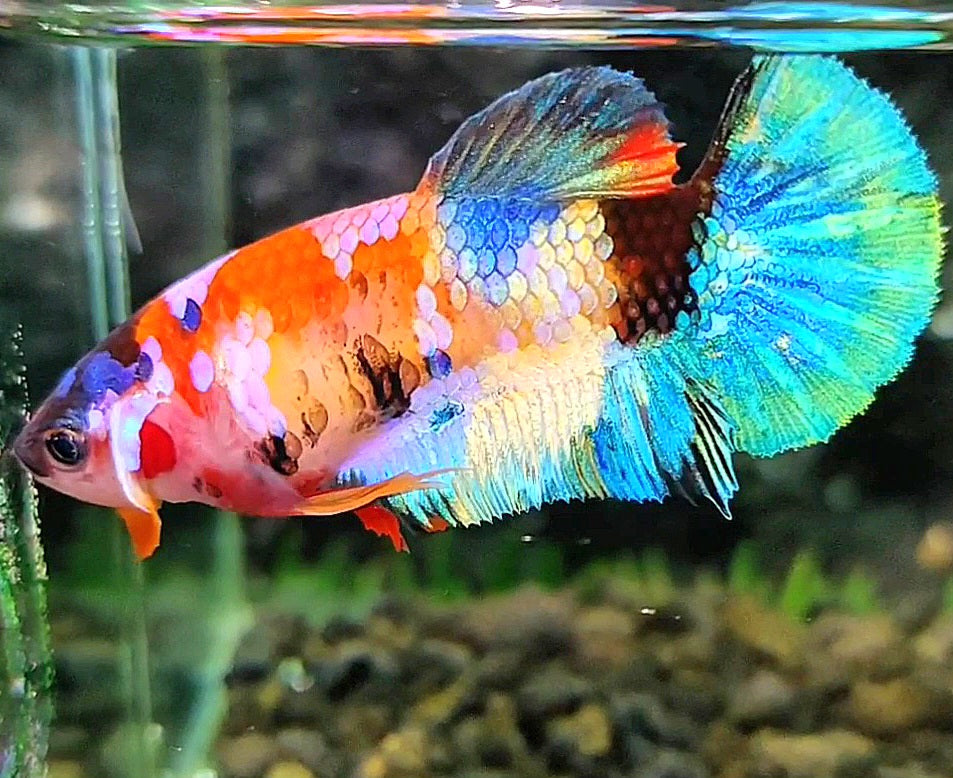 FEMALE PLAKAT GALAXY MULTICOLOR BETTA FISH