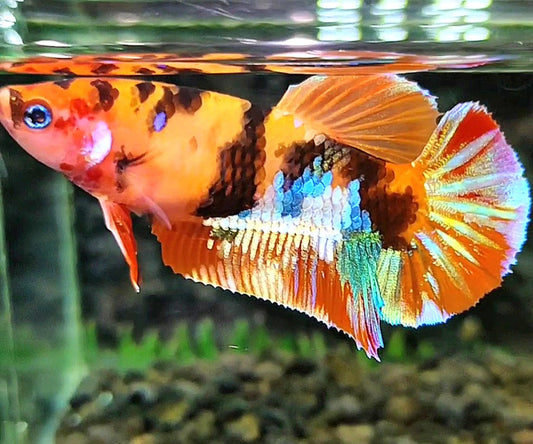FEMALE PLAKAT GALAXY ORANGE MULTICOLOR TIGER BETTA FISH