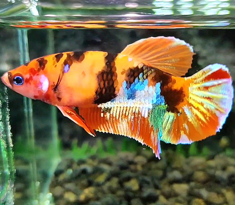 FEMALE PLAKAT GALAXY ORANGE MULTICOLOR TIGER BETTA FISH