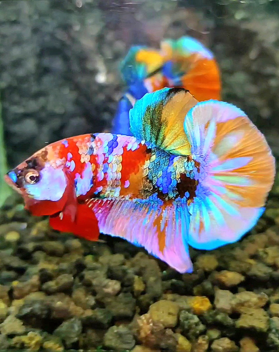 LUXURY PLAKAT RAINBOW GALAXY MULTICOLOR BETTA FISH