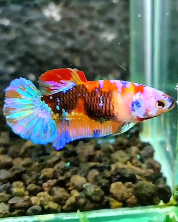 FEMALE PLAKAT GALAXY RAINBOW MULTICOLOR BETTA FISH