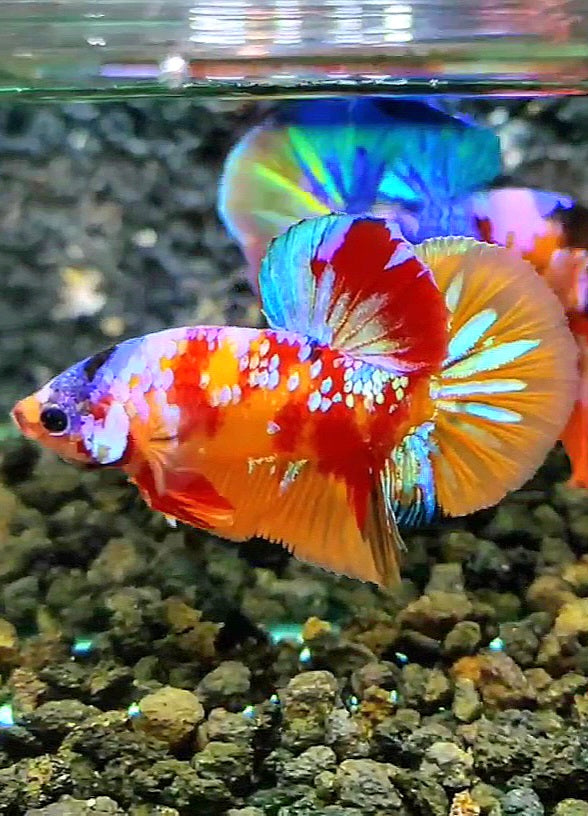 PLAKAT GALAXY MULTICOLOR BETTA FISH