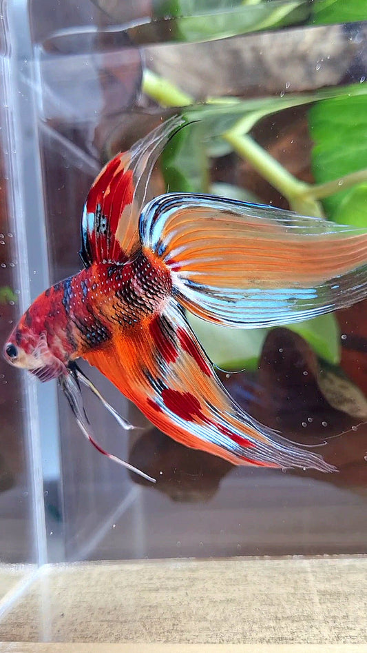 XL VEILTAIL ORANGE METTALIC LEOPARD MULTICOLOR BETTA FISH